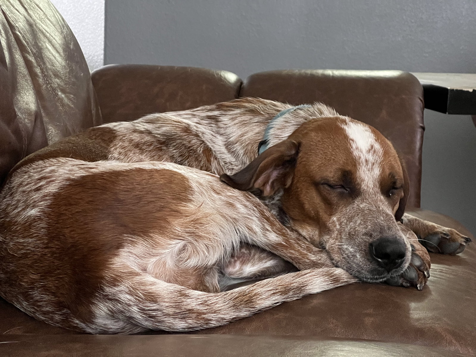 Dog for Adoption Fenton, a Catahoula Leopard Dog in Ganado, TX
