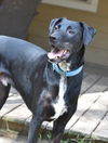 adoptable Dog in Spring, TX named Nightcrawler