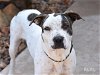 adoptable Dog in spring, TX named Mumu