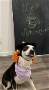 adoptable Dog in spring, TX named Oreo