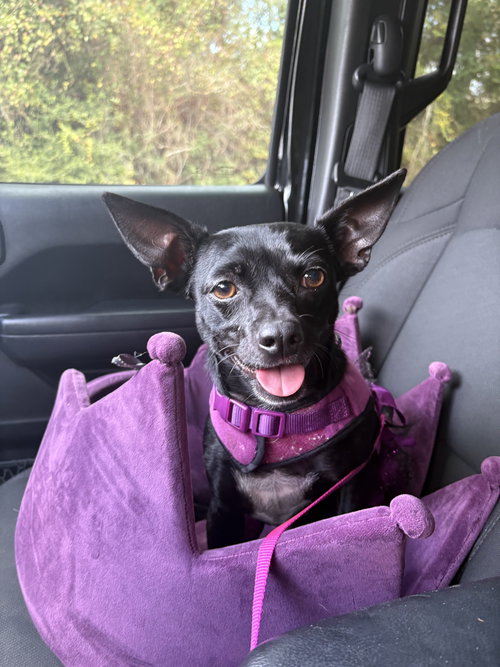 MONICA - Chihuahua / Dachshund available for adoption