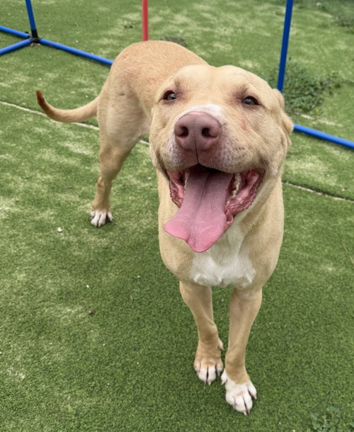 picture of the dog needing adoption