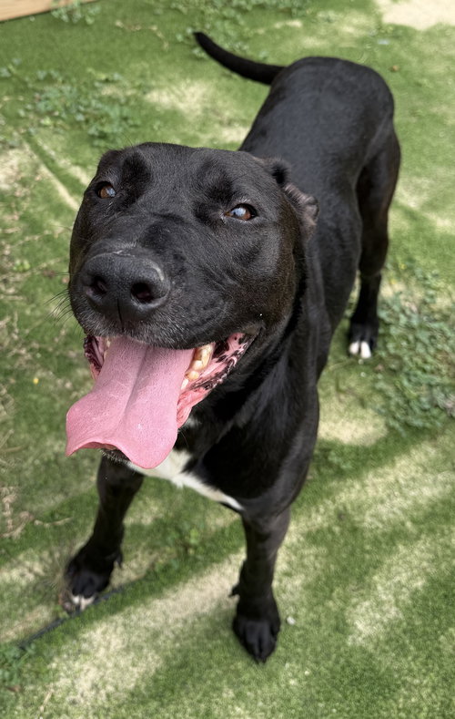 picture of the dog needing adoption