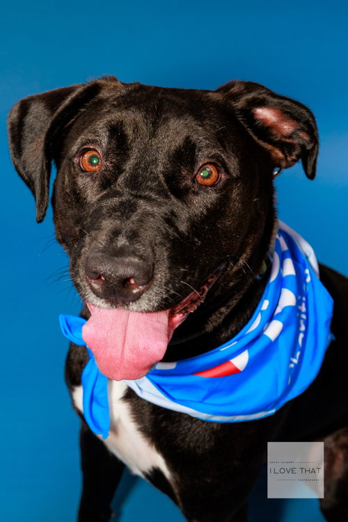 Trunks, an adoptable Labrador Retriever in The Woodlands, TX