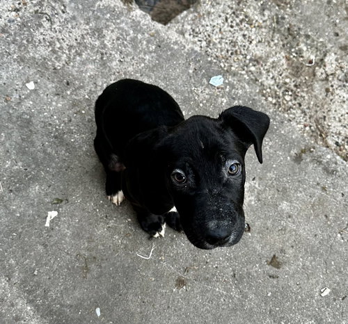 animal-image