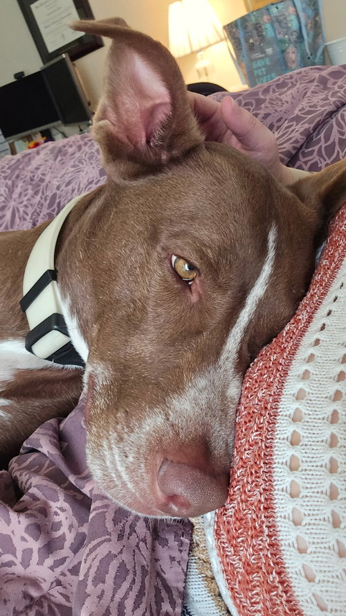 TEDDY - Pit Bull Terrier / Husky available for adoption