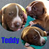 Teddy - Photo 14