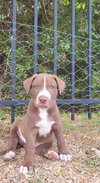 Teddy - Photo 15