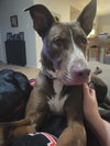 Teddy - Photo 12