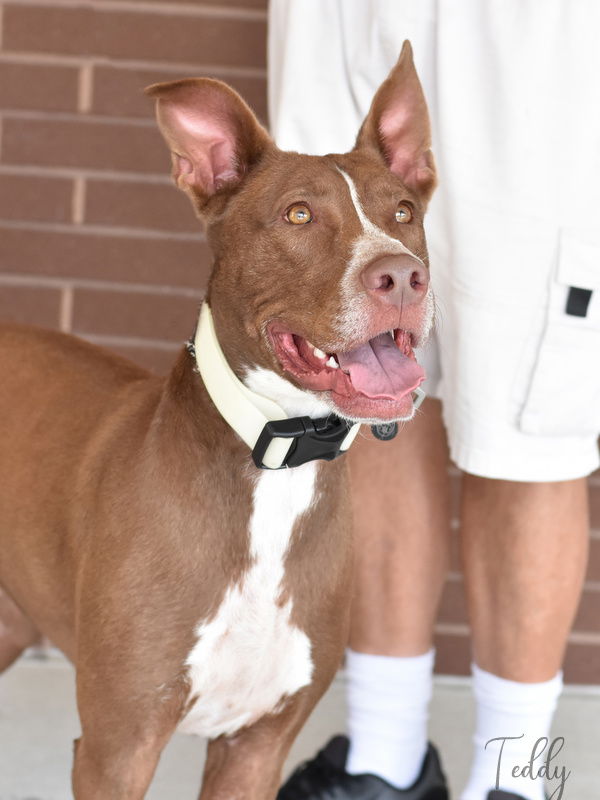 adoptable Dog in Tomball, TX named Teddy