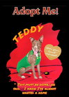 Teddy - Photo 10
