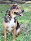 adoptable Dog in Spring, TX named Belle