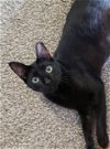 adoptable Cat in spring, TX named Onyx