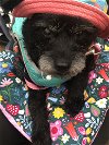 adoptable Dog in spring, TX named Pelusa