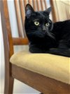 adoptable Cat in tomball, TX named Luna Joe