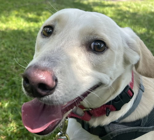 picture of the dog needing adoption
