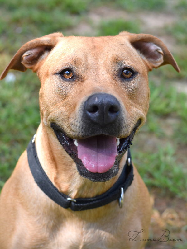 adoptable Dog in Spring, TX named Luna Bean