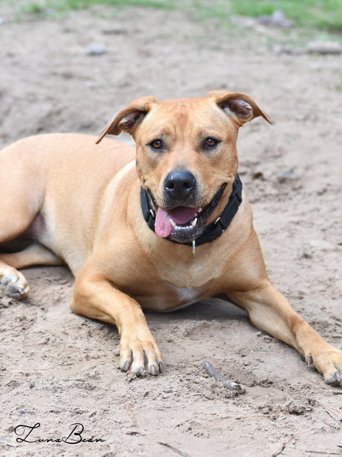 LUNA BEAN - Labrador Retriever available for adoption