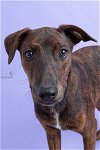 adoptable Dog in  named Lucy