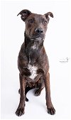 adoptable Dog in spring, TX named Fred