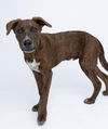 adoptable Dog in Spring, TX named Kong