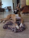 adoptable Dog in spring, TX named Phoebe