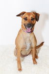 adoptable Dog in  named Coco