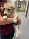 adoptable Dog in spring, TX named Jordan