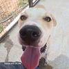 adoptable Dog in Spring, TX named Jordan