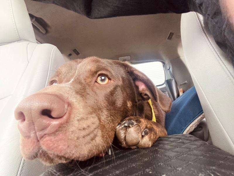 adoptable Dog in Spring, TX named Reggie - TUXLEY