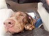adoptable Dog in spring, TX named Reggie - TUXLEY