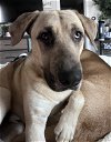 adoptable Dog in willis, TX named Leo