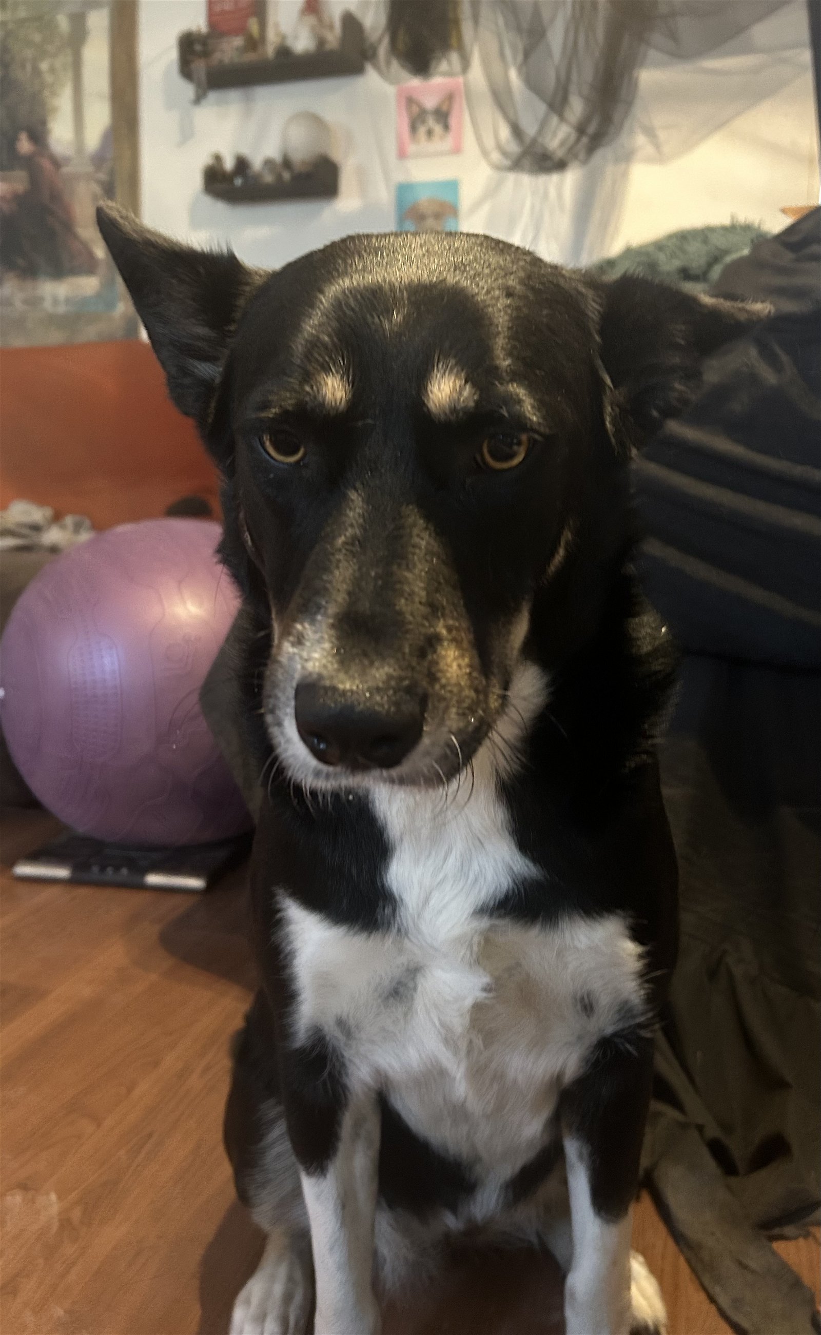 adoptable Dog in Spring, TX named Arya