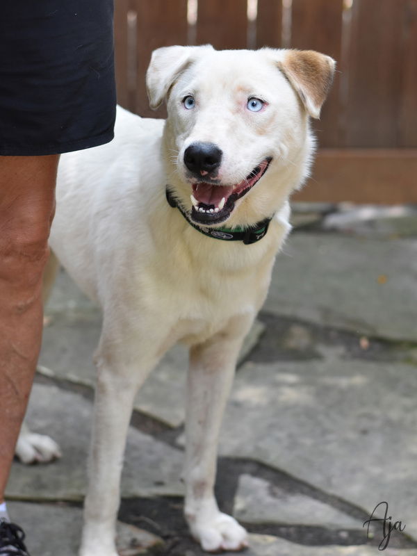 adoptable Dog in Spring, TX named Aja