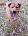 adoptable Dog in spring, TX named Eddie Munster