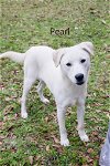 adoptable Dog in  named Pearl