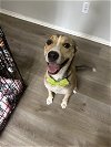 adoptable Dog in spring, TX named Milo