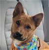 adoptable Dog in spring, TX named Roy Kent