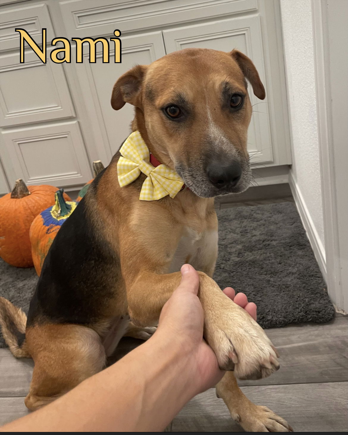 adoptable Dog in Spring, TX named Nami