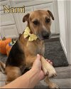 adoptable Dog in spring, TX named Nami