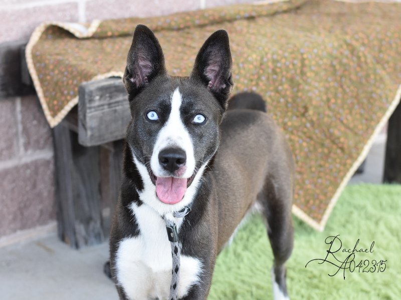 adoptable Dog in Spring, TX named Rachael