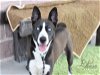 adoptable Dog in spring, TX named Rachael