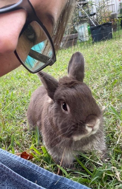 adoptable Rabbit in Spring, TX named Andrew Patrick