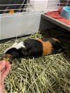 adoptable Guinea Pig in spring, TX named Rosemary (paired w/ Sage)