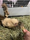 adoptable Guinea Pig in spring, TX named Sage (paired w/ Rosemary)
