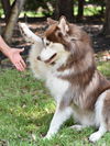 adoptable Dog in Spring, TX named Atka