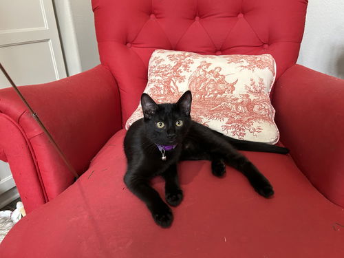 picture of the cat needing adoption