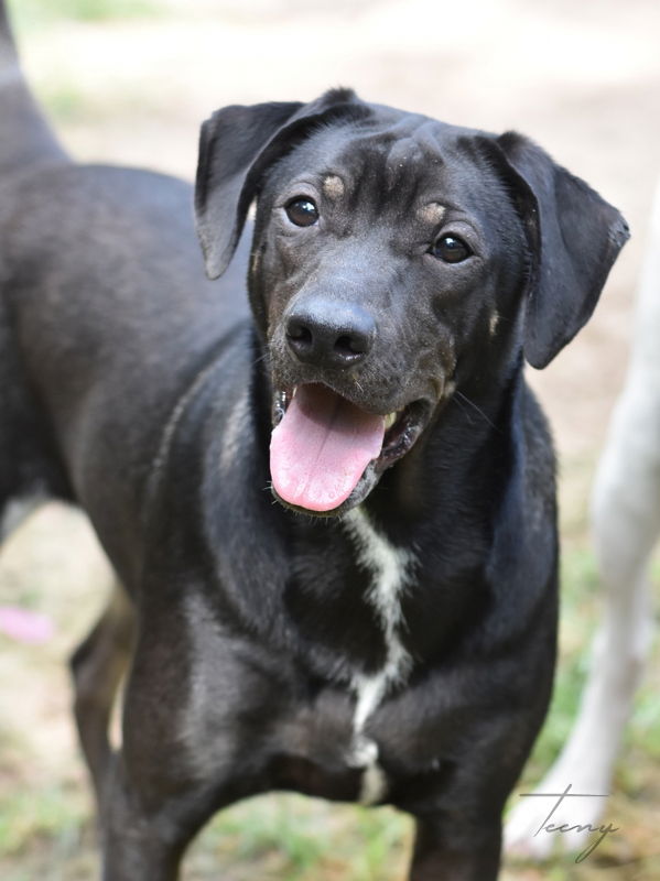 adoptable Dog in Spring, TX named Teeny