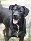 adoptable Dog in  named Teeny