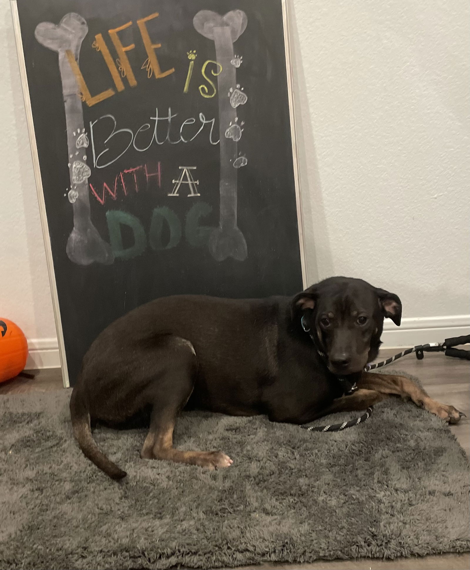 adoptable Dog in Spring, TX named Teeny